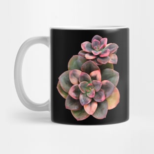 Sculentas Echeveria Croma Mug